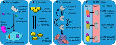 Insights Into the Links Between Proteostasis and Aging From C. elegans